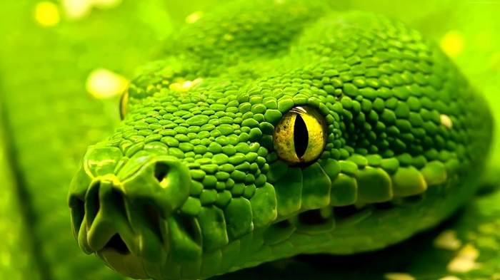 Snake, reptile, eyes, green