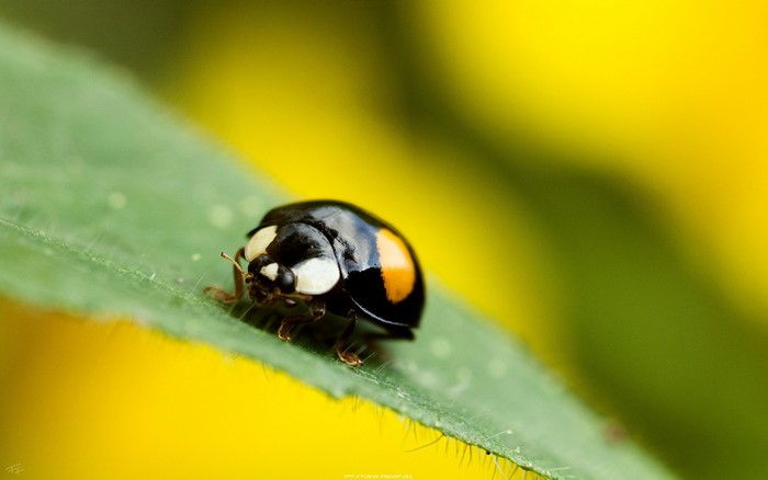 Black ladybug with orange spot on green leaf