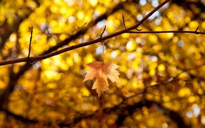 Single autumn leaf hanging from a branch