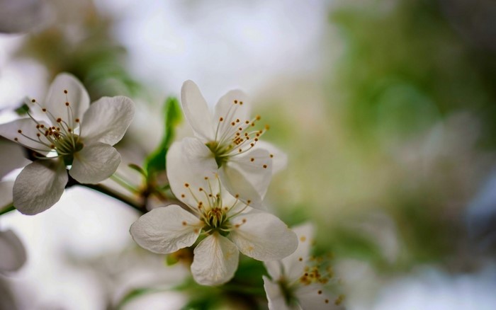 Close-up of white cherry blossoms on a branch
