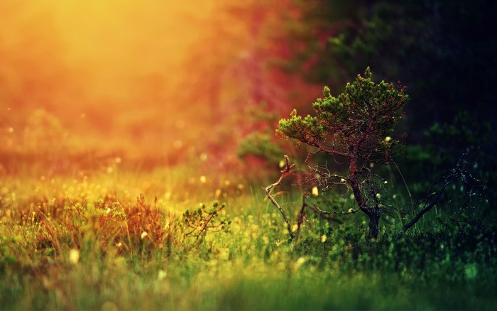Golden sunlight over a small tree in a meadow