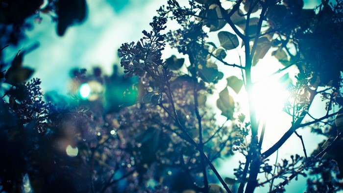Sunlight filtering through tree branches with purple flowers