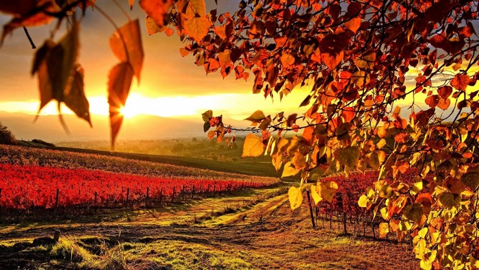Autumn vineyard at sunset with colorful leaves