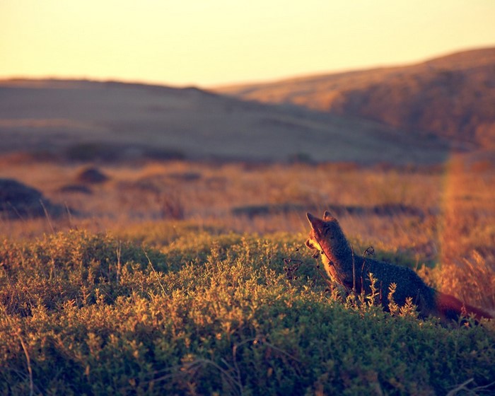 Fox in a grassy field at sunset