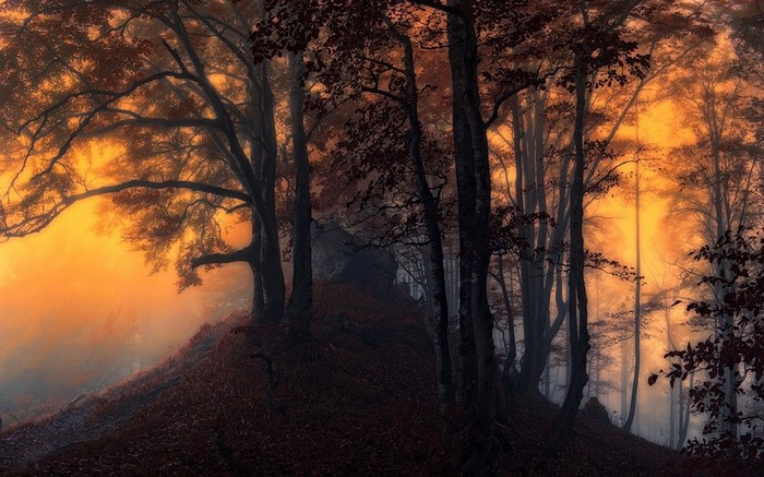 Misty forest with golden sunlight filtering through trees