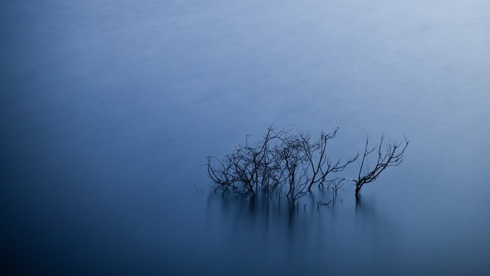 Bare tree branches in misty blue water at dawn