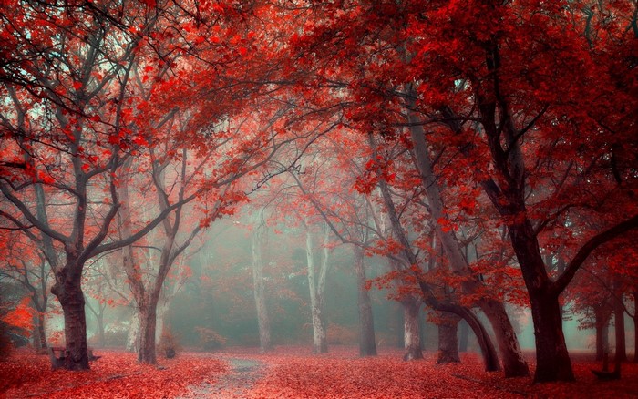 Red autumn forest path with mist