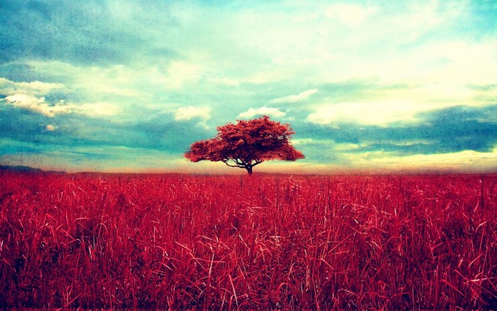 Red field with a lone tree under a cloudy sky