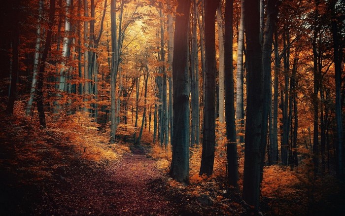 Autumn forest path with sunlight filtering through trees