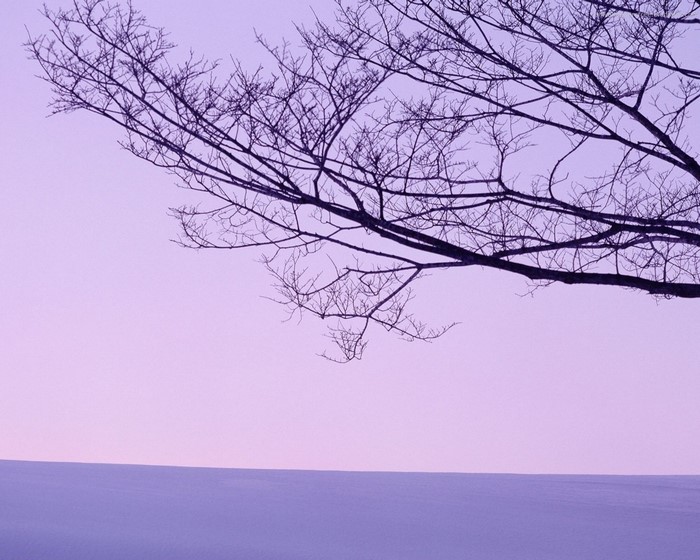 Bare tree branches against a purple sky and snow