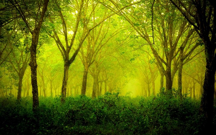 Sunlight filtering through a misty green forest