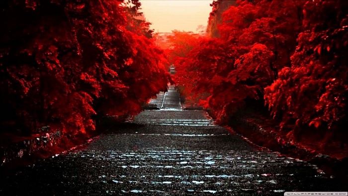 Path lined with red trees during sunset
