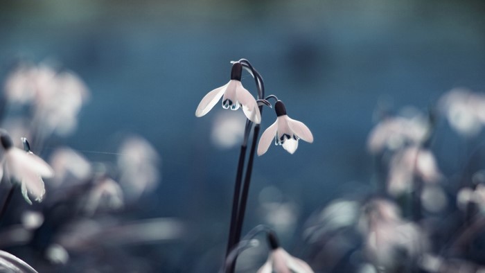 Close-up macro photography of snowdrops