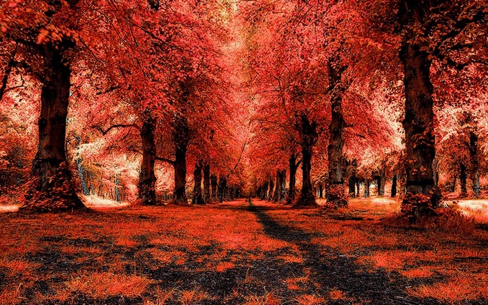 Autumn forest path with red leaves