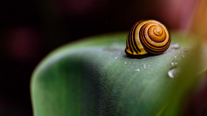 Close-up of a snail on a green leaf with water droplets