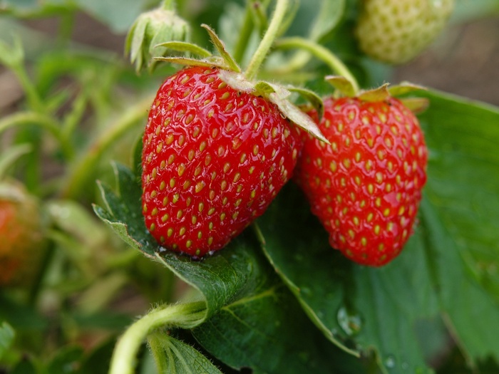 Two ripe strawberries on a plant