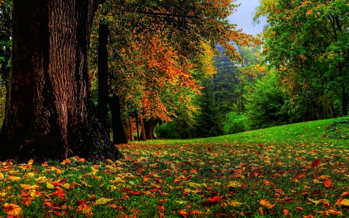 Autumn forest with fallen leaves on the grass