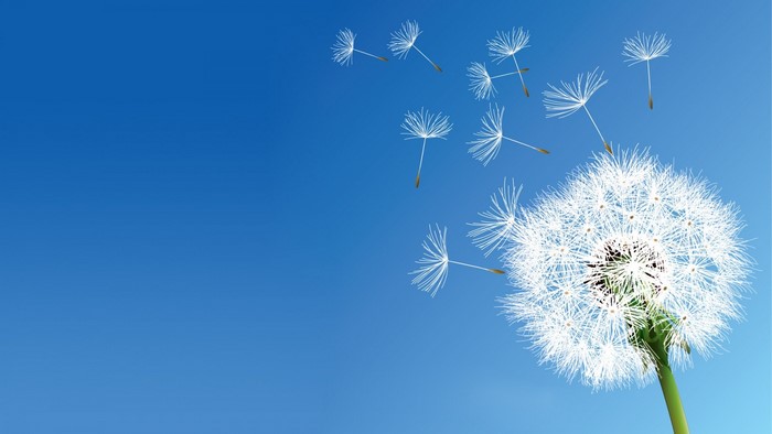 Dandelion seeds blowing in the wind against a blue sky