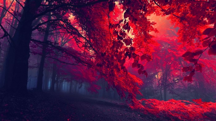 Red forest with mist and sunlight