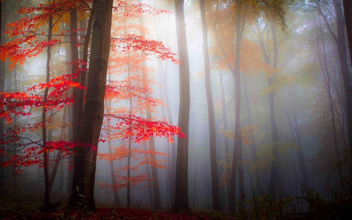 Misty forest with red and orange autumn leaves
