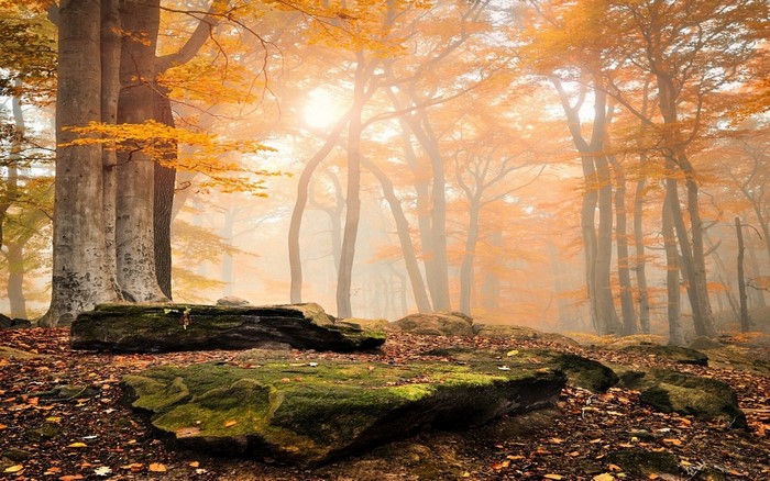 Misty autumn forest with sunlight filtering through trees