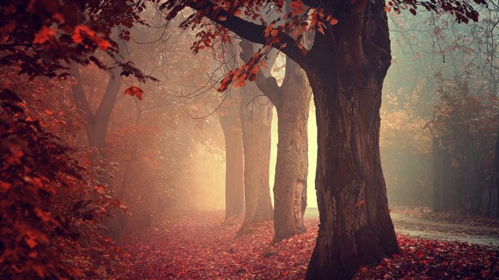 Misty forest path with autumn leaves and trees