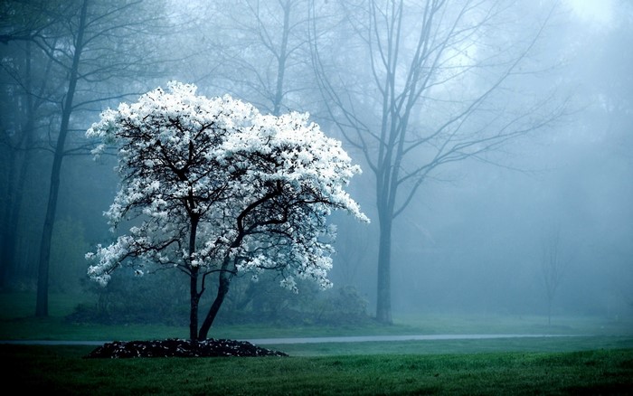 Tree with white flowers in fog