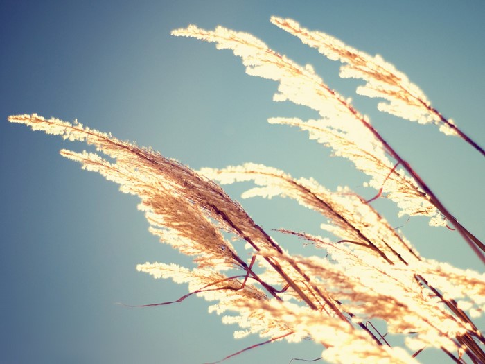 Sunlit Pampas Grass Against a Clear Blue Sky