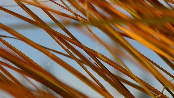 Close-up of dry grass blades against a blue sky
