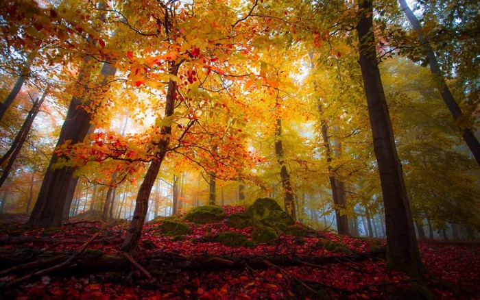 Autumn forest with colorful leaves and mist