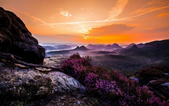 Sunrise over misty mountains with purple wildflowers