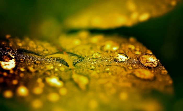Close-up of water drops on a yellow leaf