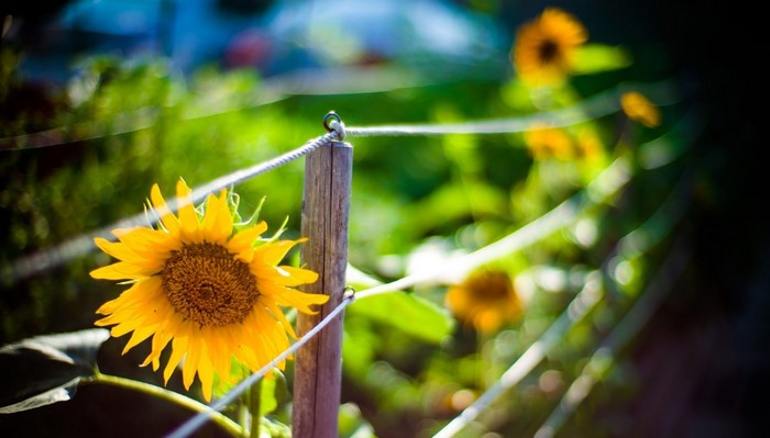 Sunflower in sunlight with fence and bokeh