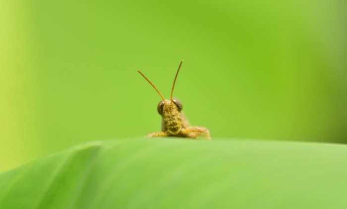 Close-up of a grasshopper on a green leaf