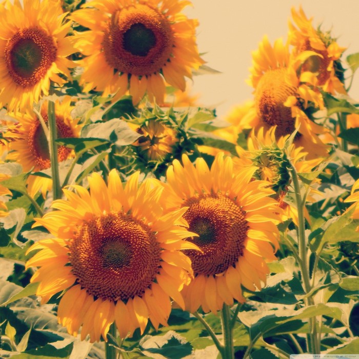 Field of blooming sunflowers
