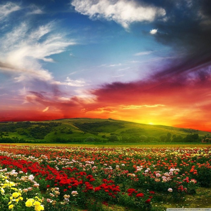 Field of flowers at sunset with rolling hills