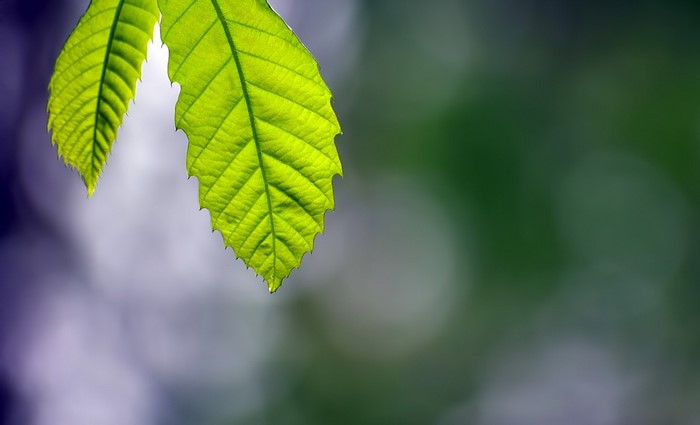 Close up of green leaves with blurred background