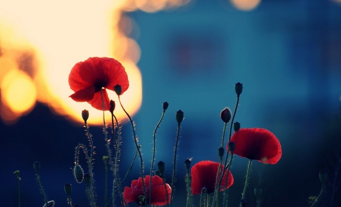Red poppies in silhouette against a sunset