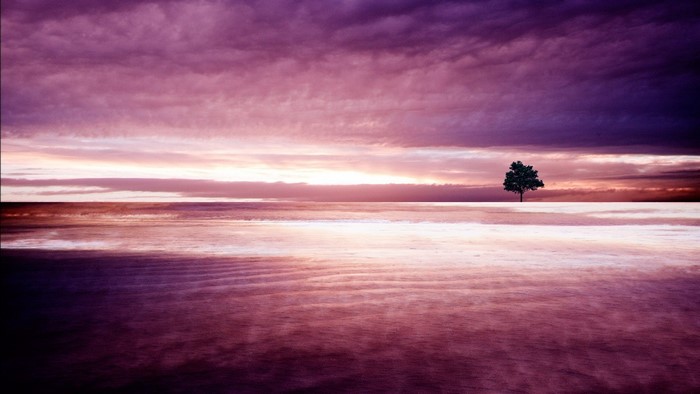 Lone tree on the horizon at sunset over the ocean