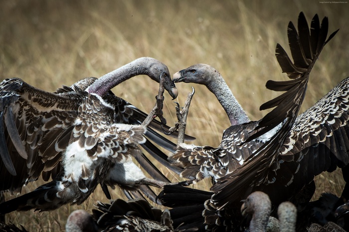 Two vultures fighting in Masai Mara, Kenya