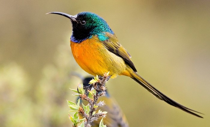 Vibrant Sunbird Perched on a Branch