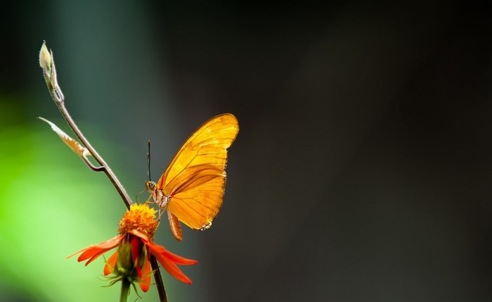 Orange butterfly on a flower with green and dark background