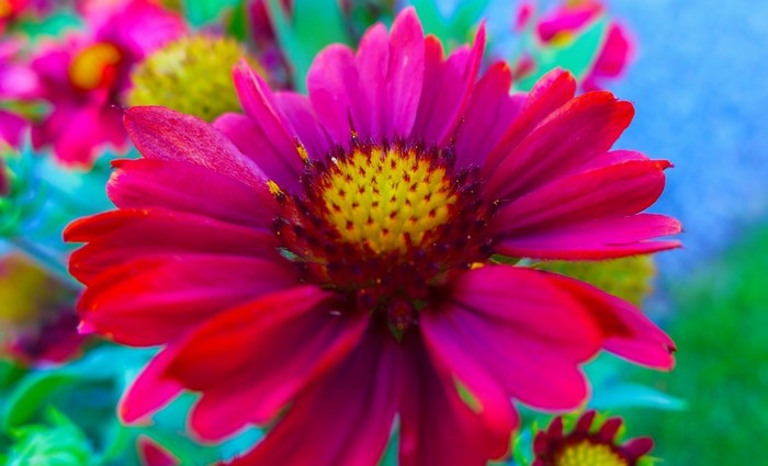 Close-up of a vibrant pink and yellow flower
