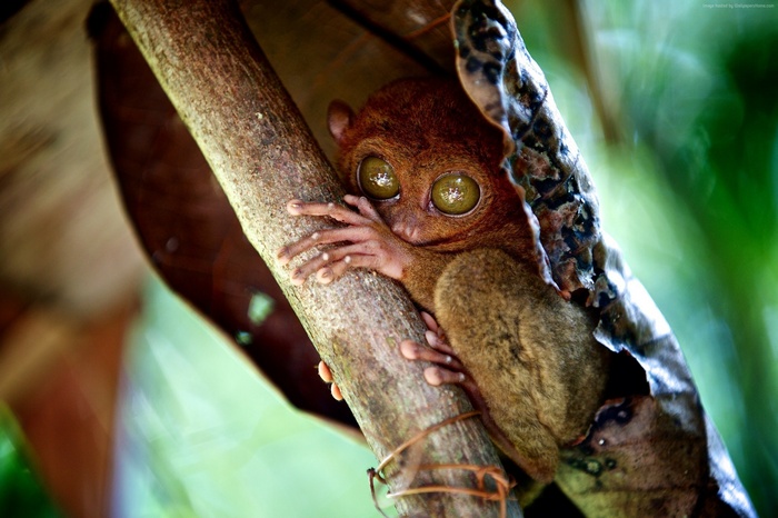 Tarsier clinging to a tree branch in the Philippines