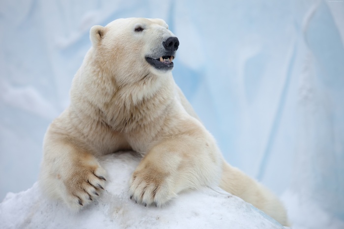 Antarctica, bear, Polar Bear