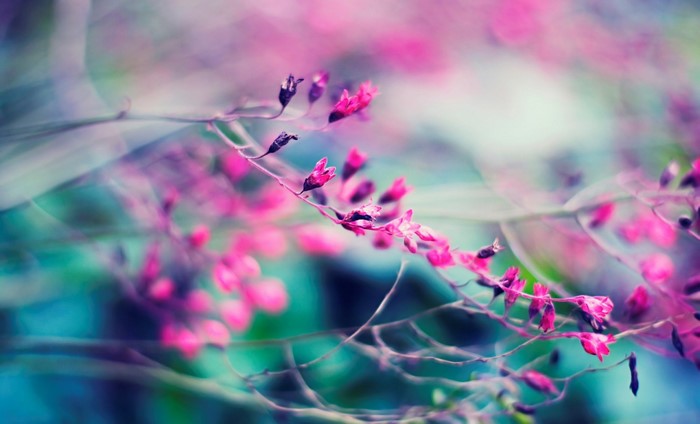 Close-up of pink flowers on a branch with bokeh background