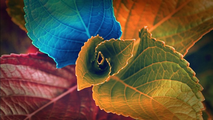 Close up of colorful autumn leaves