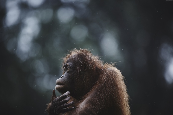 Orangutan in Malaysia, Borneo