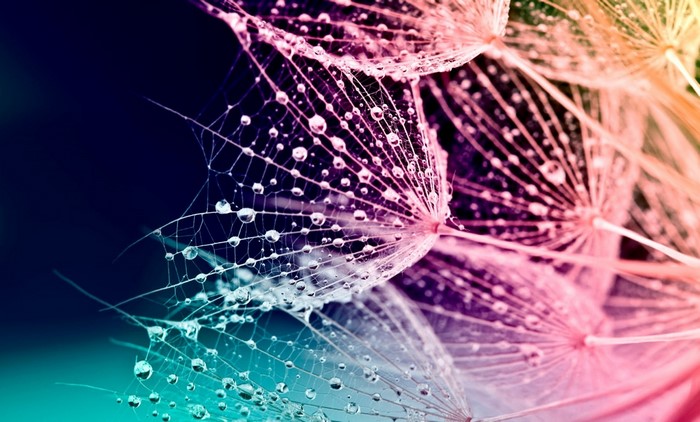 Macro photography of dandelion seeds with water droplets