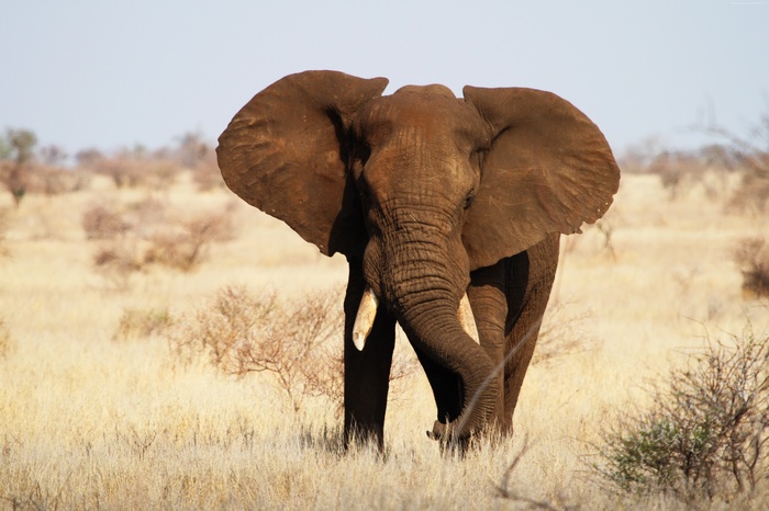 Elephant in Kruger National Park, Africa
